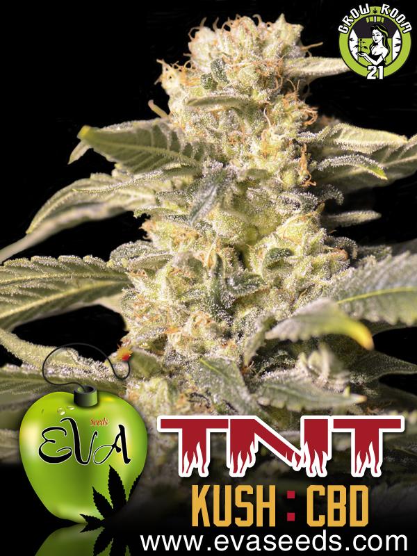 Bild von TNT Kush CBD