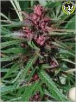 Bild von Purple Widow