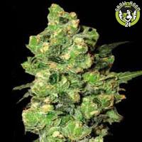 Bild von Super Skunk