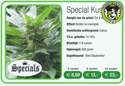 Bild von Seeds Special Kush 1