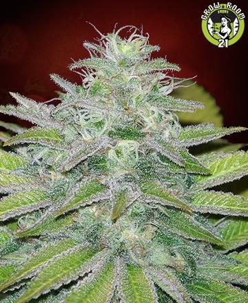 Bild von Canadian Widow Auto