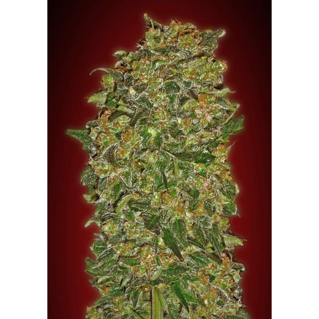 Bild von Chocolate Kush Fast