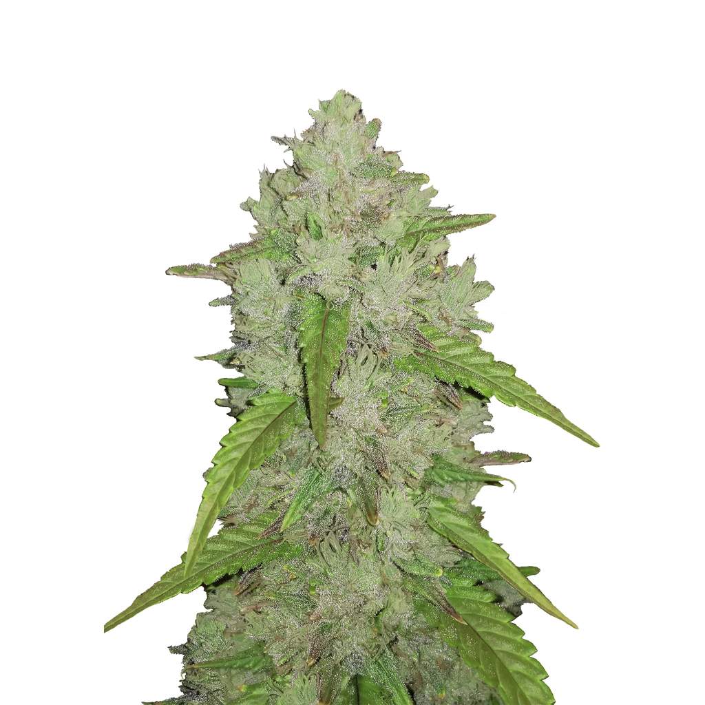 Bild von Auto Original Amnesia Haze