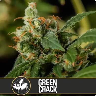 Bild von Green Crack