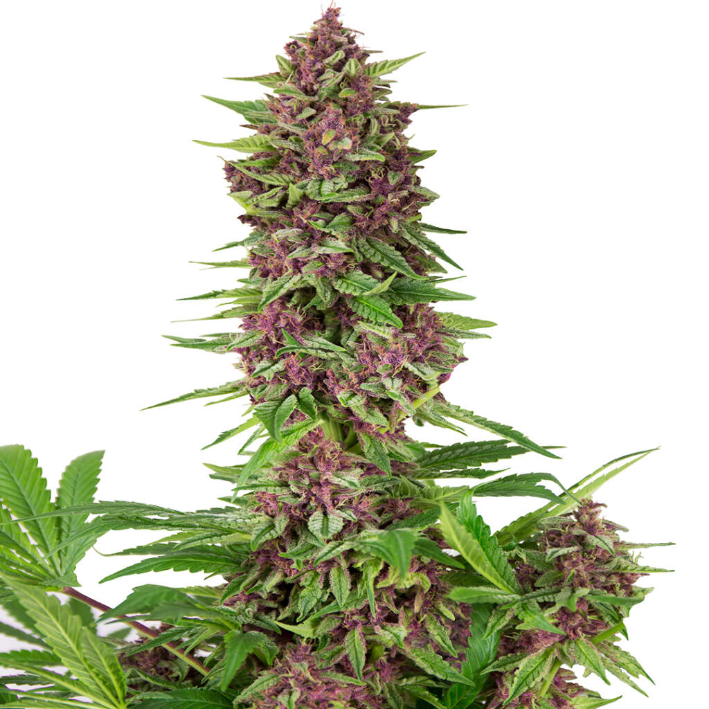 Bild von Buddha Purple Kush Feminisiert