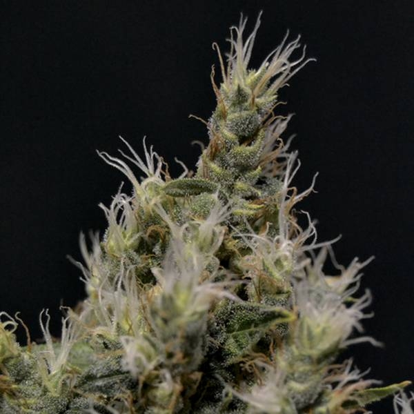 Bild von Vanilla Haze