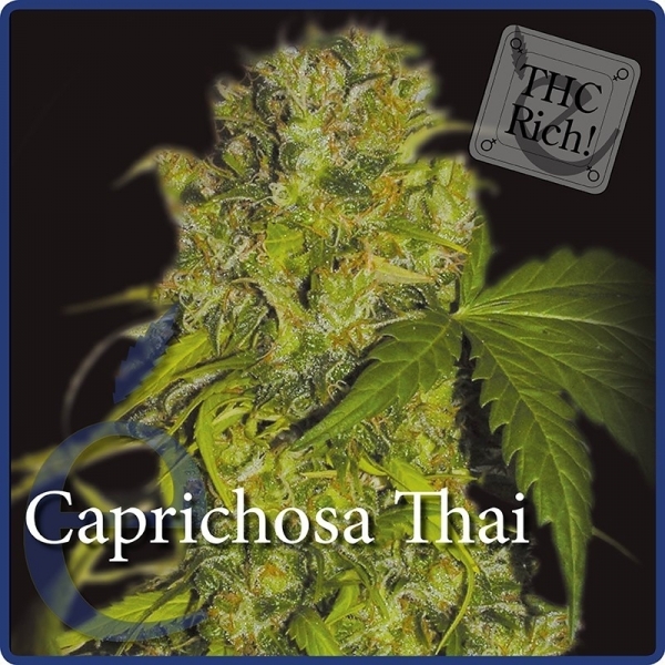 Bild von Caprichosa Thai