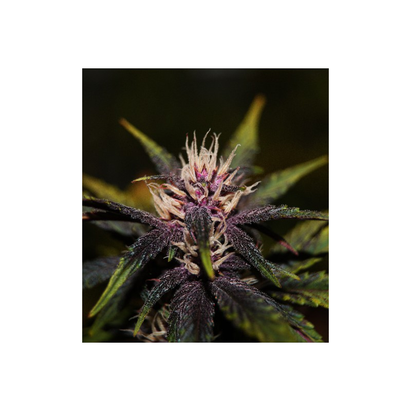 Bild von Purplediol Auto CBD