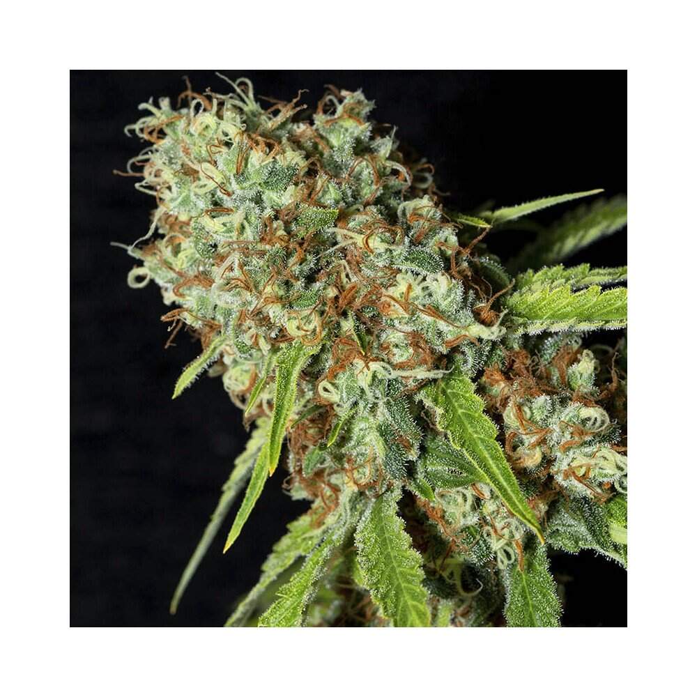 Bild von Jamaican Dream CBD