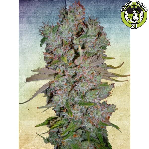 Bild von Auto Blueberry Domina