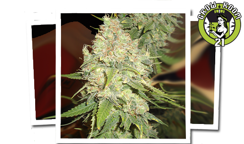 Bild von Black Berry OG