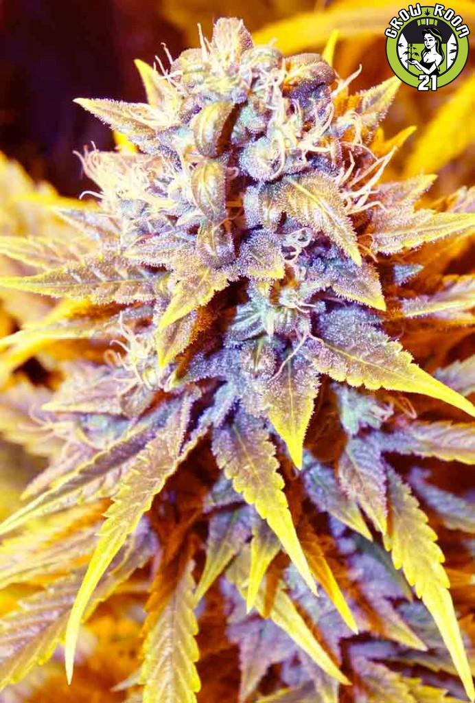 Bild von Black Kush x SCBDx