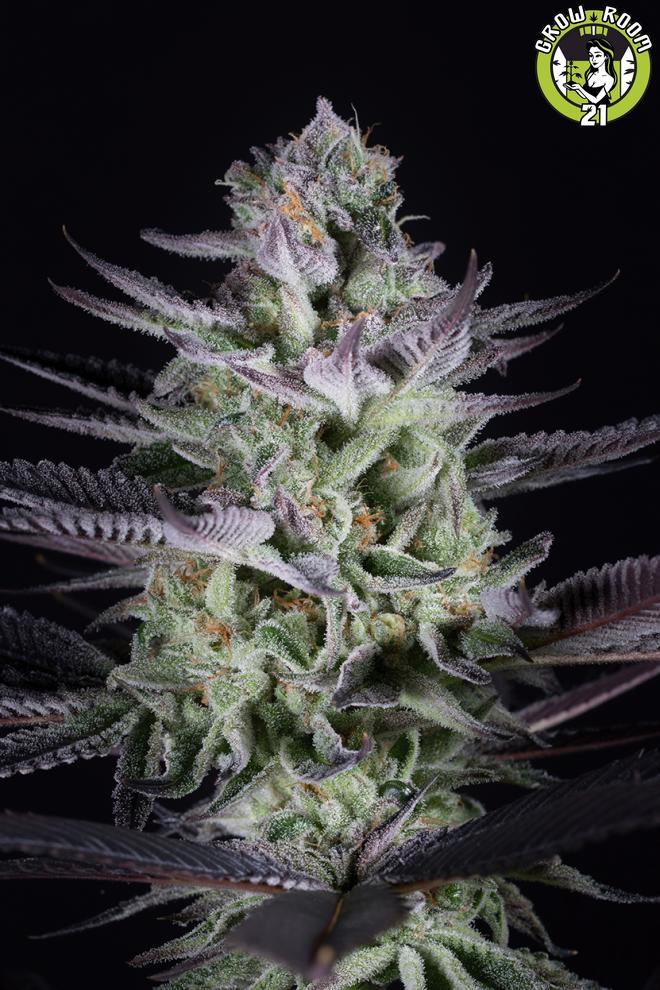 Bild von Blueberry Cookies