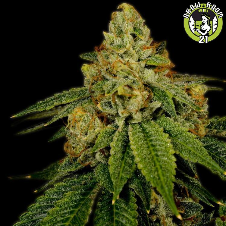 Bild von Bruce Banner Autoflower