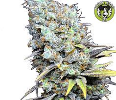 Bild von CBD Big Bud Super Skunk