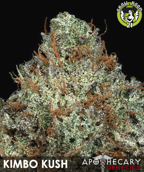 Bild von Grape Kimbo Kush