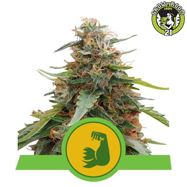 Bild von Seeds HulkBerry Automatic