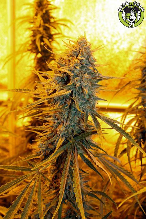 Bild von Sour Amnesia