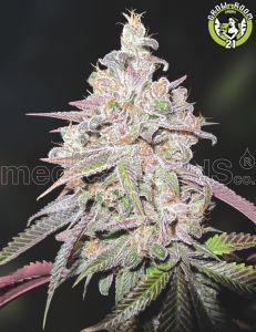 Bild von Mendocino Chanel Kush