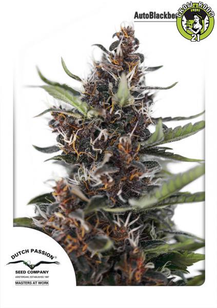 Bild von AutoBlackberry Kush