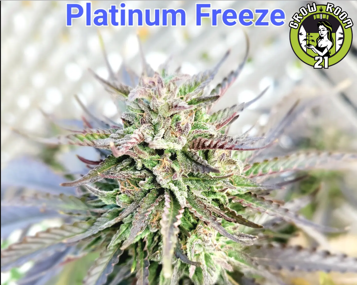 Bild von Platinum Freeze