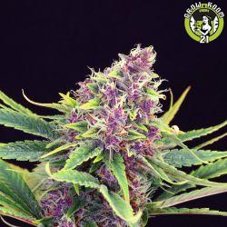 Bild von Purple Kush