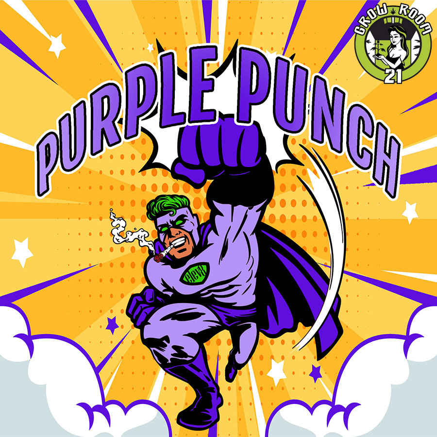 Bild von Purple Punch