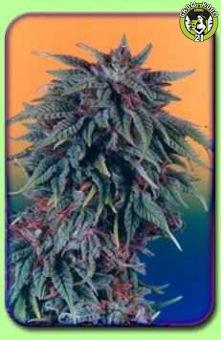 Bild von Durban Poison