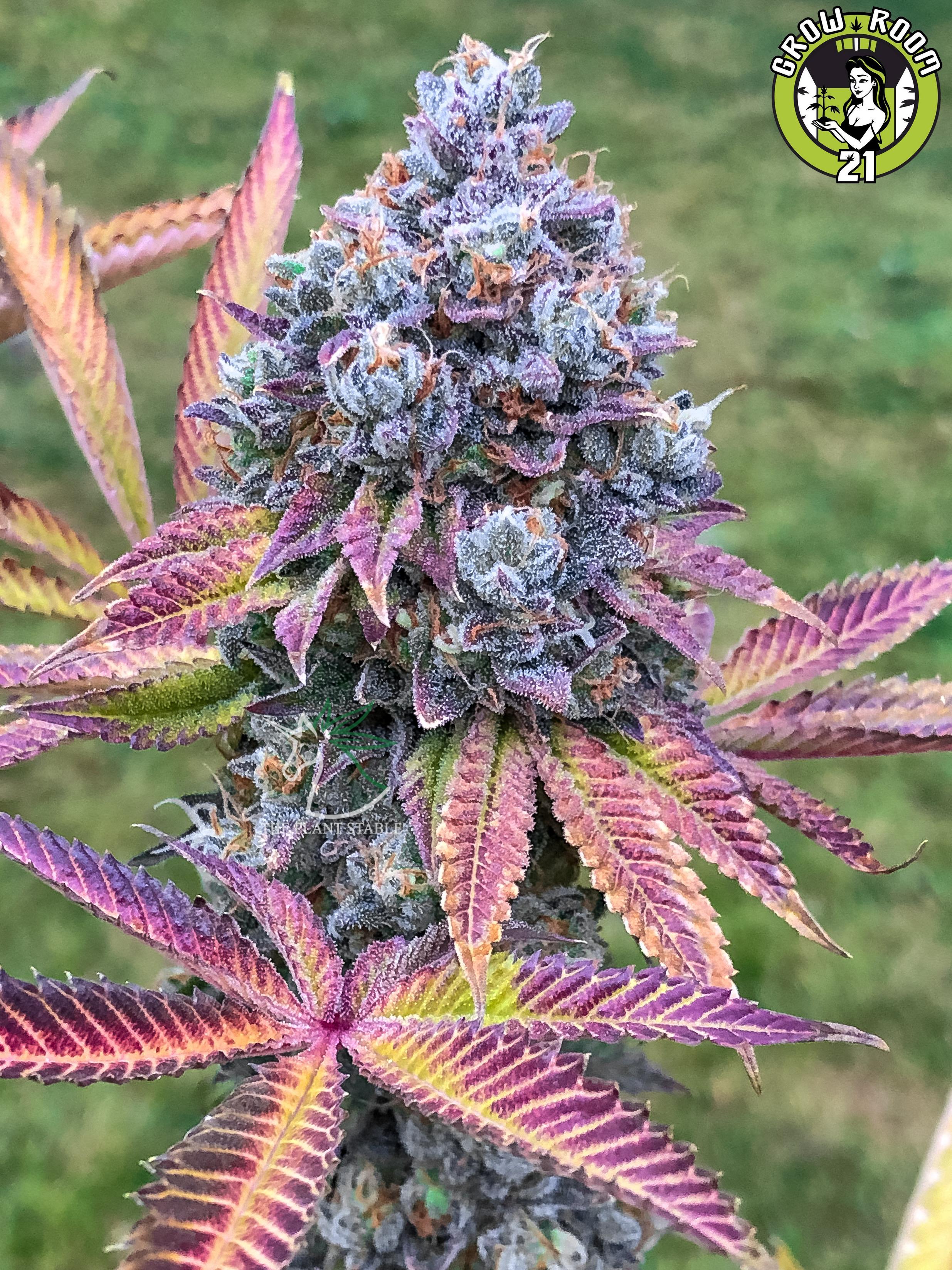 Bild von Sour Tropical Zkittlez F2