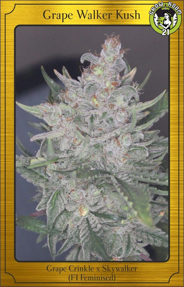 Bild von Grape Walker Kush