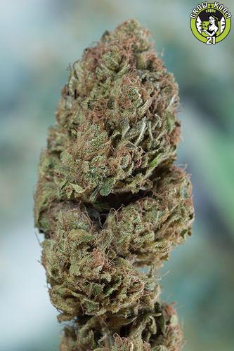 Bild von Blueberry Headband