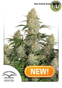 Bild von Auto Critical Orange Punch