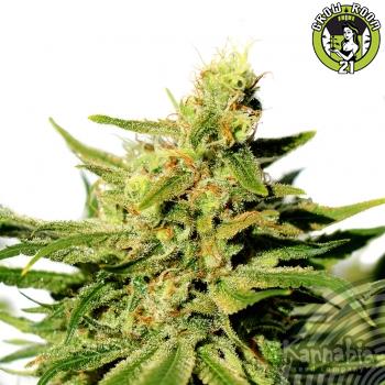 Bild von BCN Diesel CBD