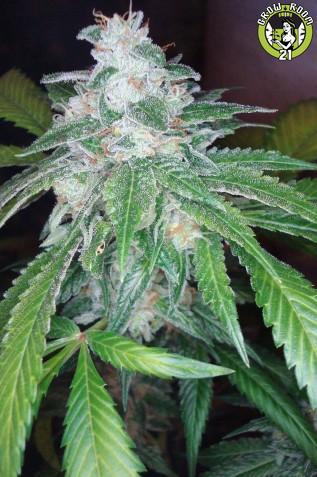 Bild von Silver Kush