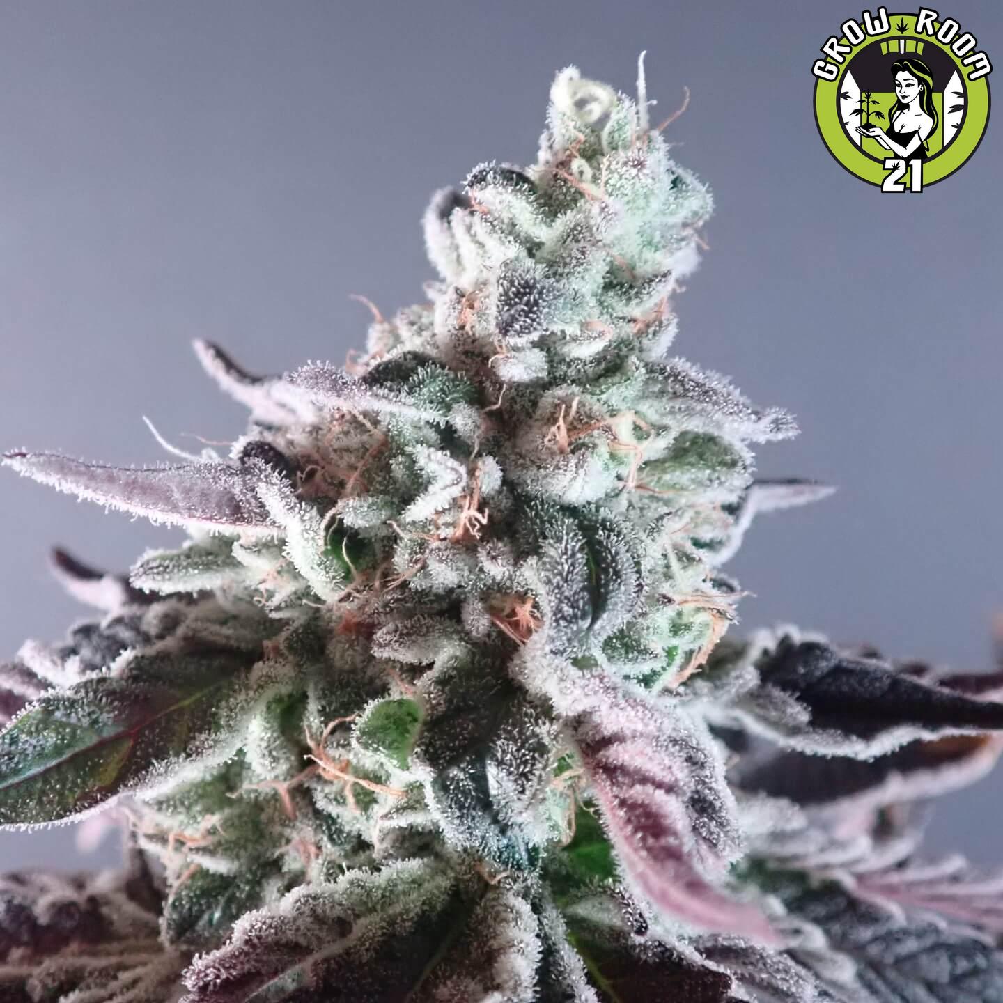 Bild von Biscotti x Purple Punch