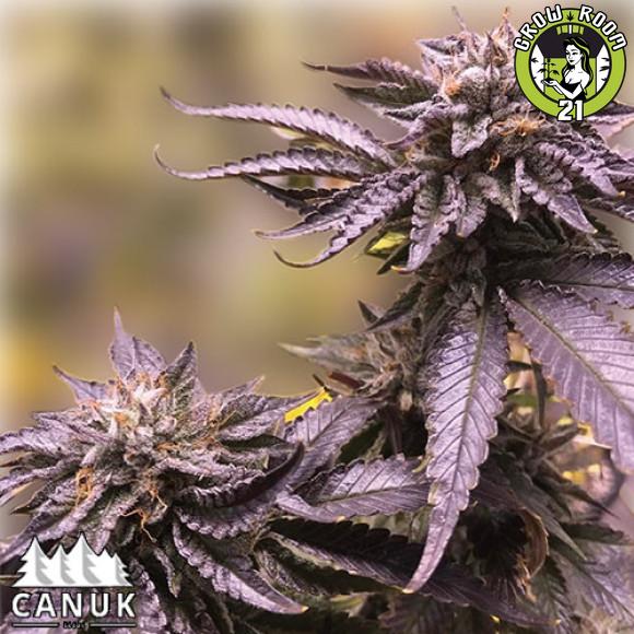 Bild von Black Amnesia Haze Fast