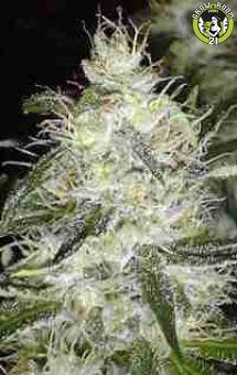 Bild von White Widow