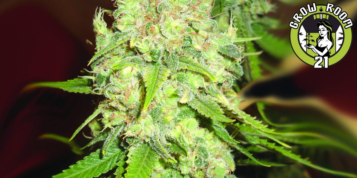 Bild von Blackberry OG CBD