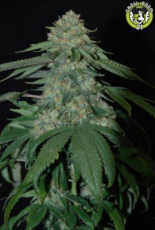 Bild von Holy Grail Kush