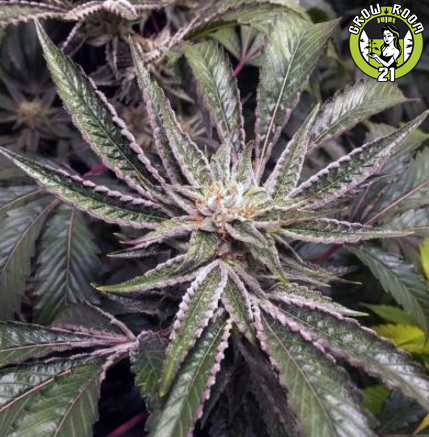 Bild von Fruity Pebble OG F2