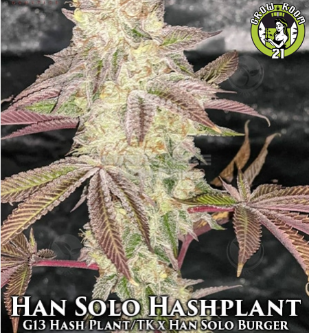 Bild von Han Solo Hashplant