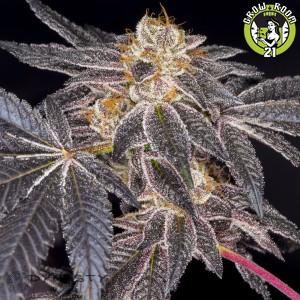 Bild von Platinum Huckleberry Cookies