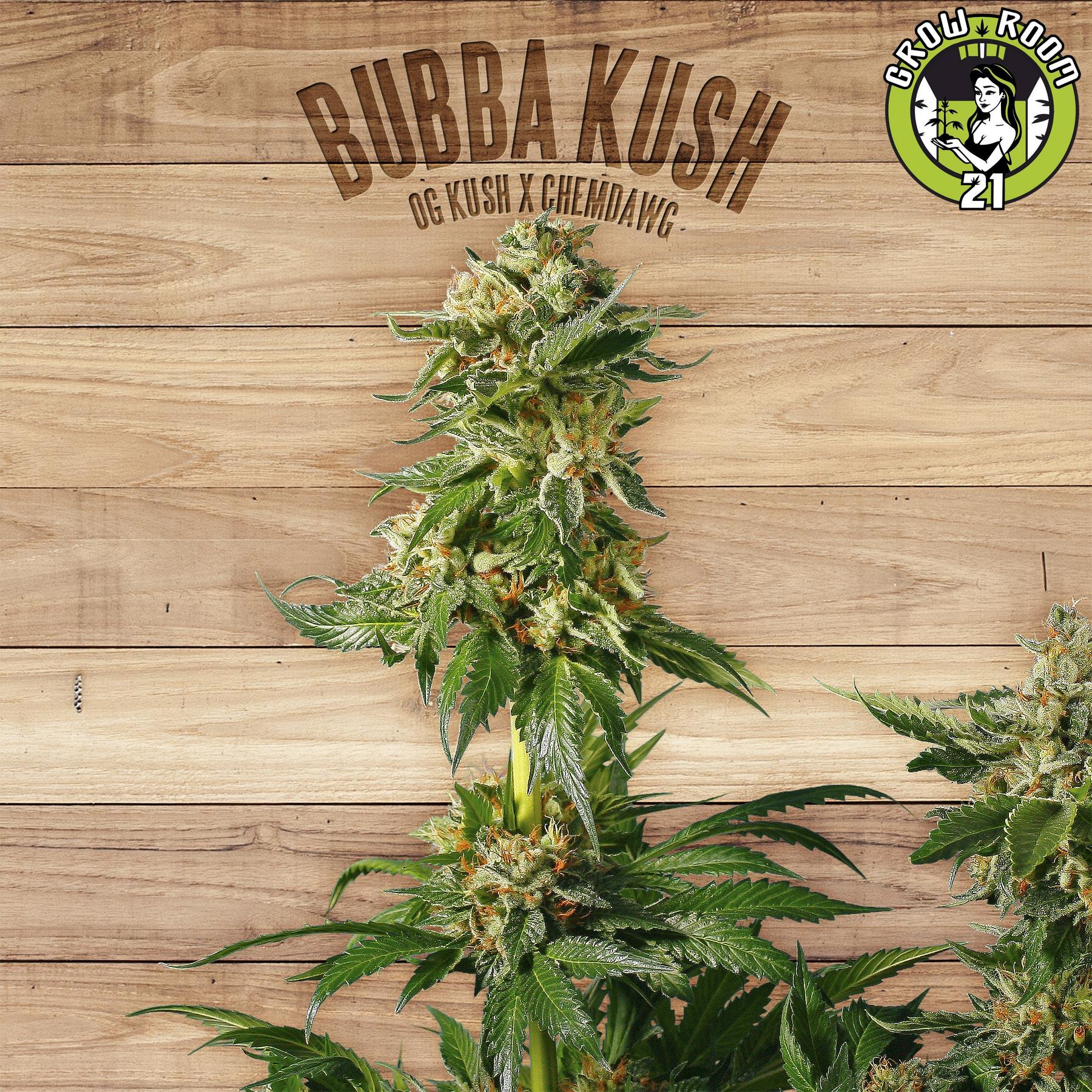 Bild von Bubba Kush