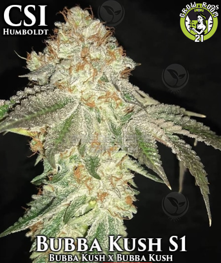 Bild von Bubba Kush