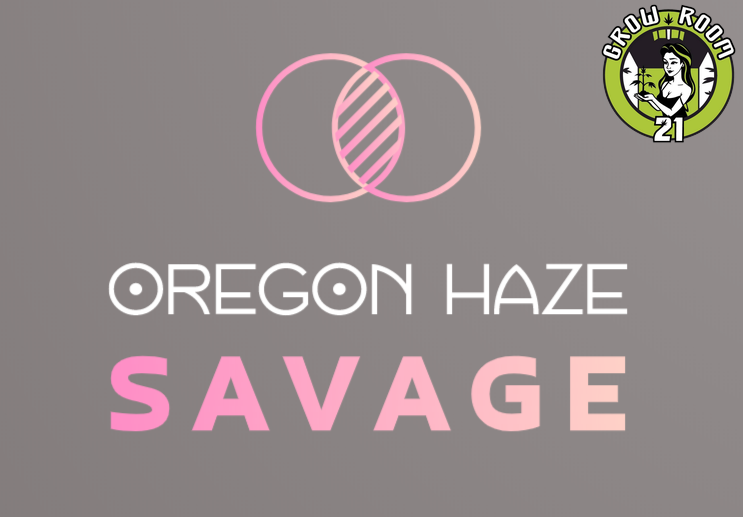 Bild von Oregon Haze