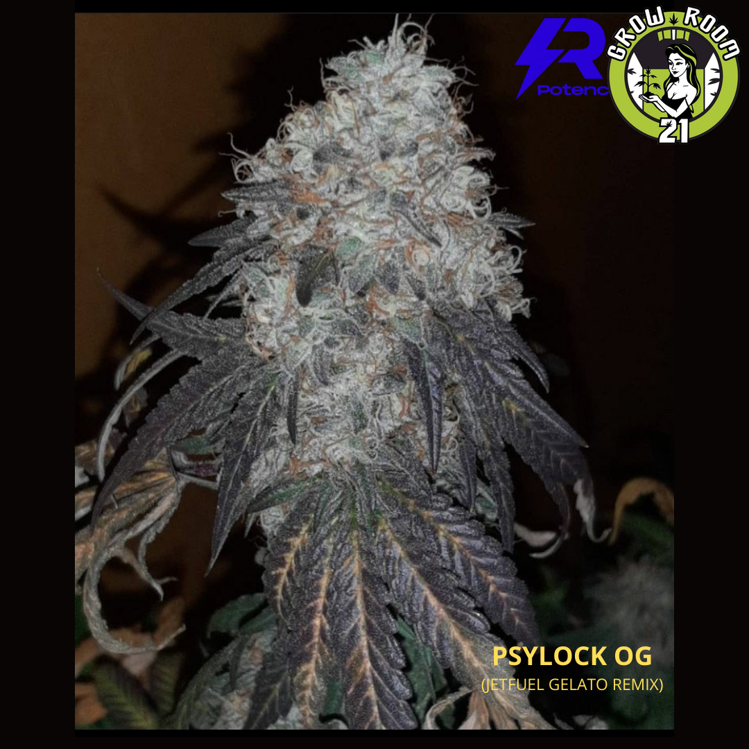 Bild von Psylock OG