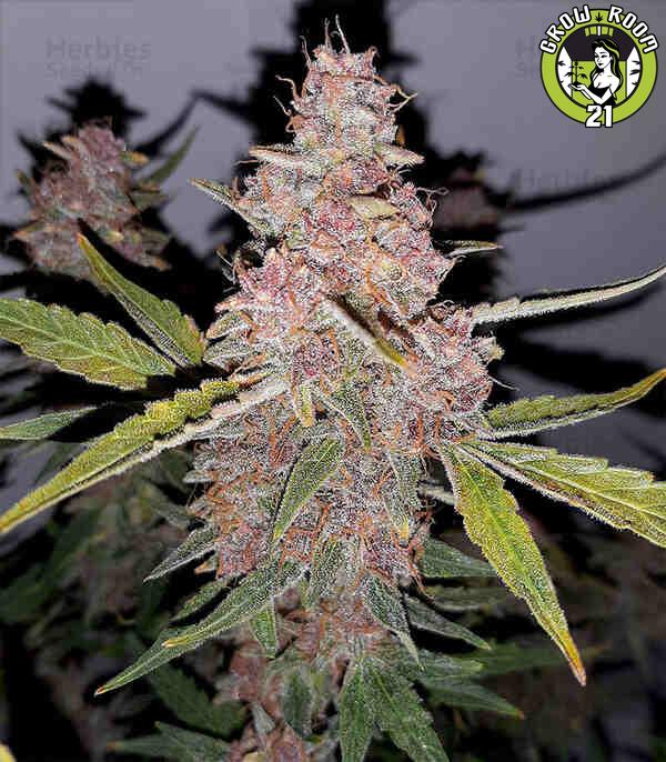 Bild von Purple Punch Autoflower