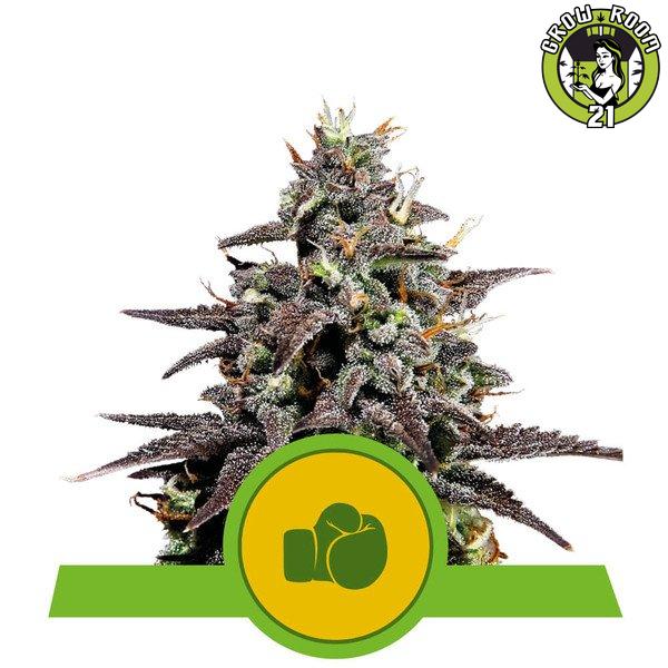 Bild von Seeds Purple Punch Automatic