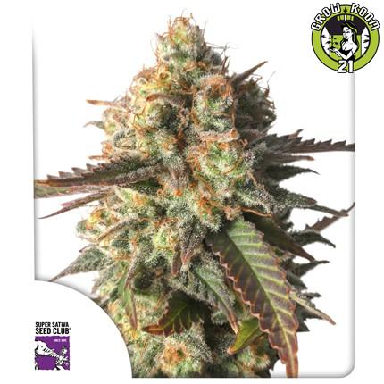 Bild von Strawberry Chemdawg OG