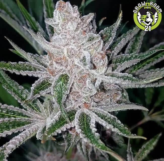 Bild von Tropicana Cookies x Purple Punch